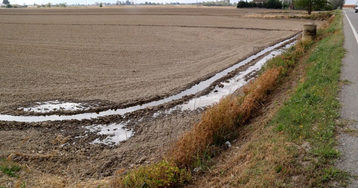 Els regants comencen amb dotacions habituals de 19 i 27 metres cúbics per segon per inundar les 21.000 hectàrees d'arrossars del Delta de l'Ebre.