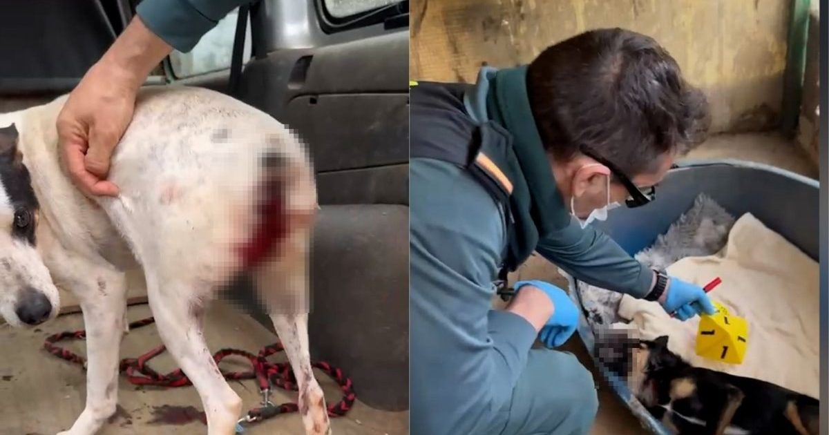 El SEPRONA de la Guàrdia Civil investiga la responsable d'una residència canina d'Amposta per un presumpte delicte de maltractament animal.