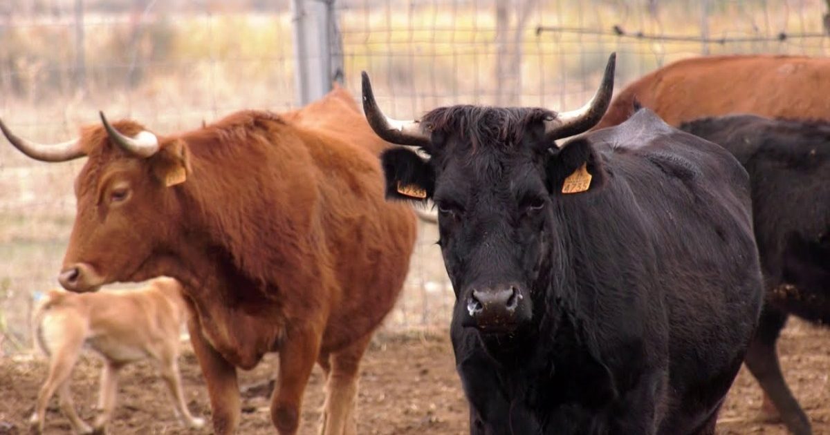 La Terra Alta ha experimentat una reducció superior al 45% d'explotacions bovines en el mateix període, mentre que les Terres de l'Ebre ha perdut més del 35%