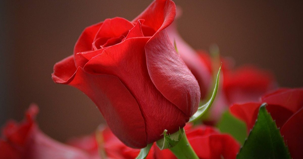 La Unió Musical Masdenverge vén roses davant del Centre Masdenverge Actiu durant tota la jornada, de les 8 del matí fins a les 8 de la tarda.